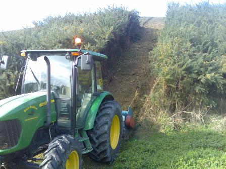Gorse Mohawk.jpg
