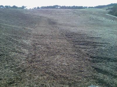 Pasture to Park 2.jpg